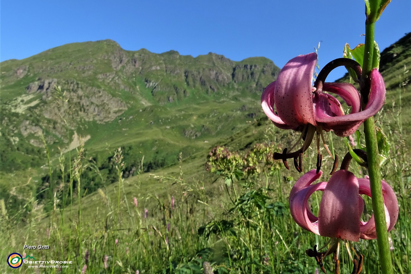 17 Giglio martagone (Lilium martagon) con Monte Spondone  da sfondo.JPG